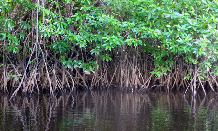Mangrove ecosystem (Image: Sigit Deni Sasmito/CIFOR)