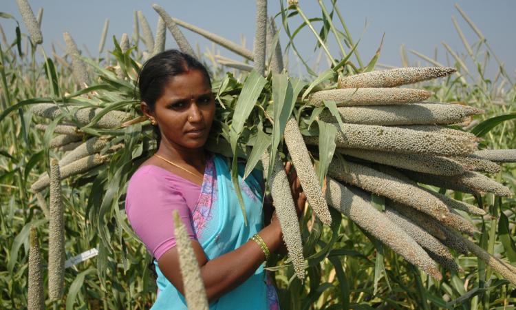 A pearl millet farmer with part of her harvest (Image: ICRISAT, CC BY-NC 2.0)