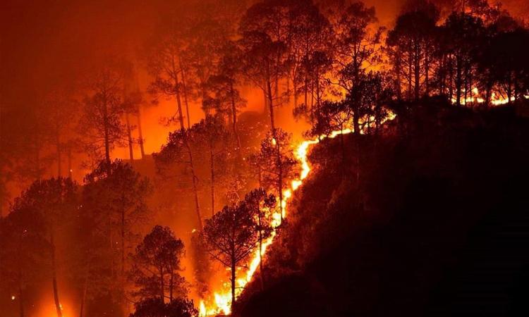 More than 275 million people in India are exposed to extreme forest fire events. (Image: Naveen N Kadalaveni, Wikimedia Commons)