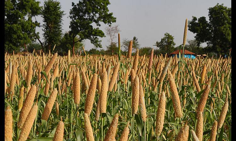 A millet crop ready for harvest in rural India (Image Source: Wikimedia Commons)