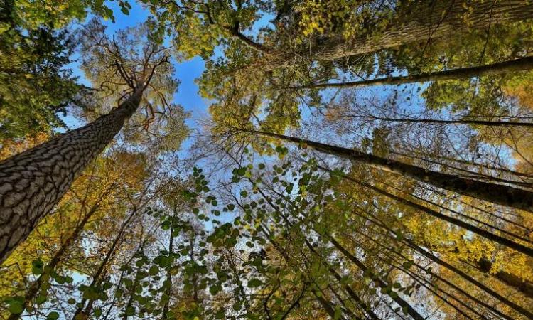 Preserving existing forests and woody ecosystems among the actions needed to curb climate change (Image: European Wilderness Society)