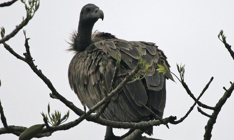 White-rumped vulture (Gyps bengalensis) (Image: Lip Kee, Flickr Commons)