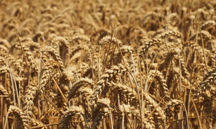Greater adjustments to the annual cropping calendar are anticipated to increase wheat yield potential by an average of 0.84 t/ha (Image: Pixnio)