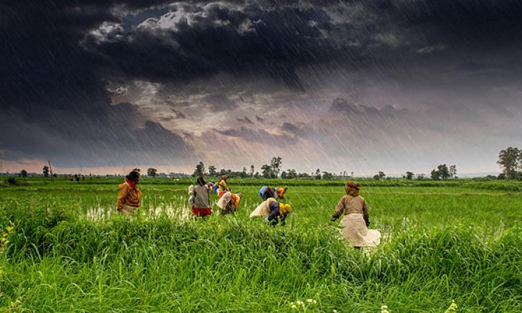 A farm in Madhya Pradesh during monsoon (Image Source: Rajarshi Mitra/Wikimedia Commons)