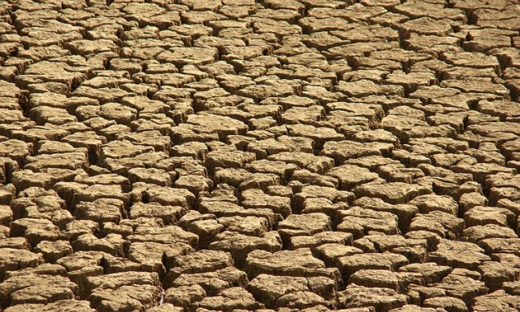 Parched area near Jodhpur (Source: India Water Portal Flickr Photos)