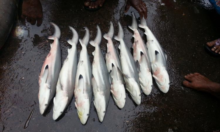 Shark capture in Vishakapatnam, Andhra Pradesh
