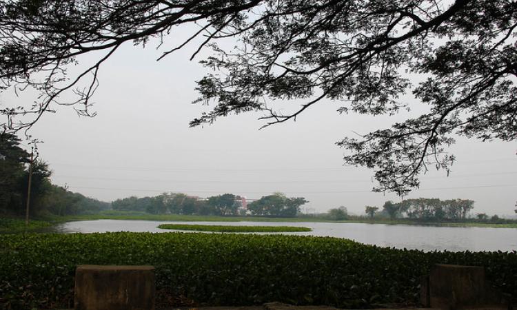 The Manapet tank in Bahour has an ayacut of around 110 acres, most of which is now urbanised (Image: Seetha Gopalakrishnan, IWP)