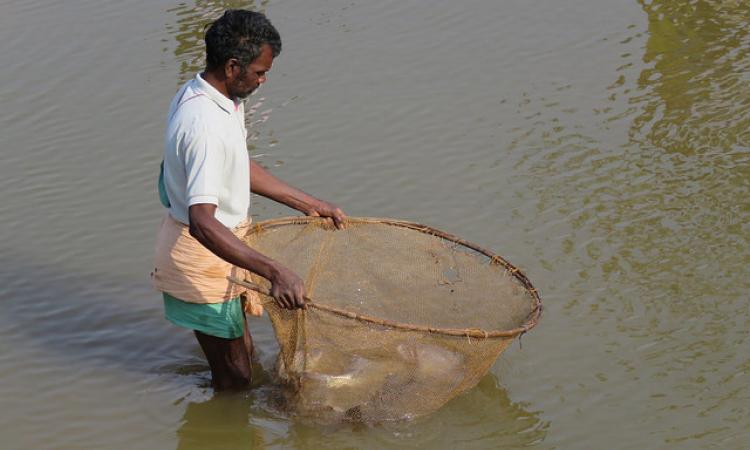 Increased demand for wetlands pose a threat to fisheries sector in West Bengal. (Source: IWP Flickr photos; photo for representation only)