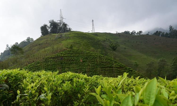 Climate change affects the quantity and quality of Darjeeling tea produced. (Pic courtesy: ISW)