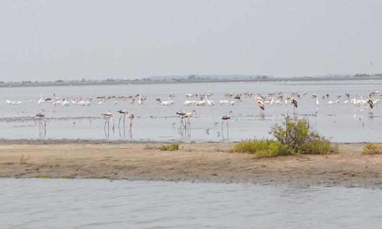 Flamingoes fly miles to reach Point Calimere Wildlife and Bird Sanctuary, Tamil Nadu.