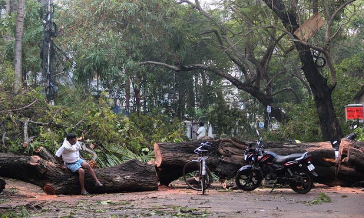 One of the many trees uprooted by cyclone Vardah in Chennai (Image: Seetha Gopalakrishnan, IWP)