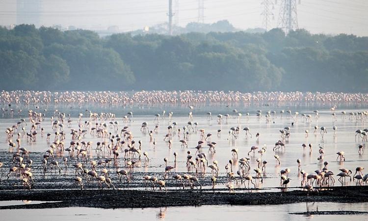Flamingos at Sewri wetland in Mumbai (Source: IWP Flickr photos)