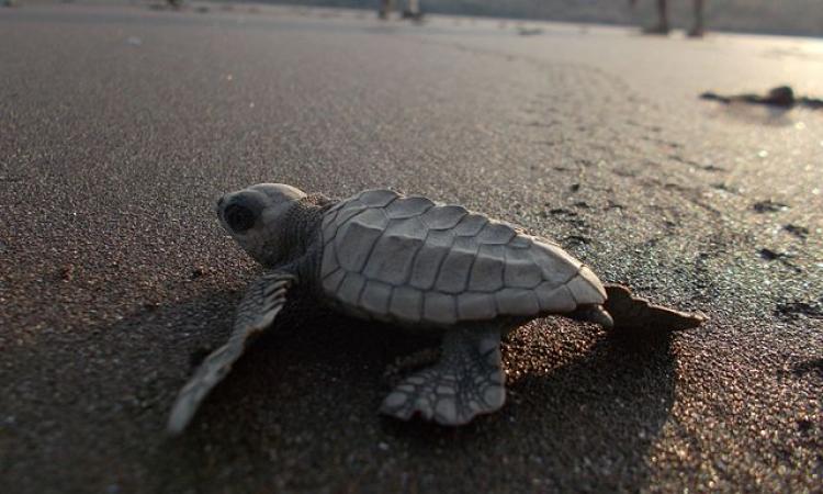Olive Ridley turtle (Source: Pawar Pooja via Wikipedia commons)