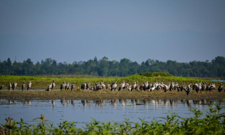 Migratory birds flock Maguri Beel, which is 500 m away from the incident site (Source: IWP Flickr photos)