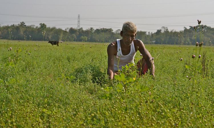 A farmer on his field. (Source: India Water Portal)