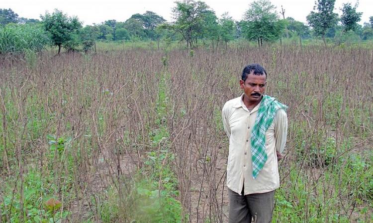 A devastated farmer in Maharashtra (Image source: IWP Flickr photos)
