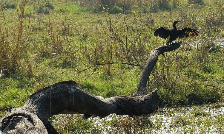An Indian cormorant dries its wings at Keoladeo national park, Bharatpur. (Source: Aastha Singh, Wikimedia Commons)