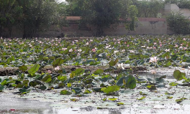 One of the ponds in Bikaner.