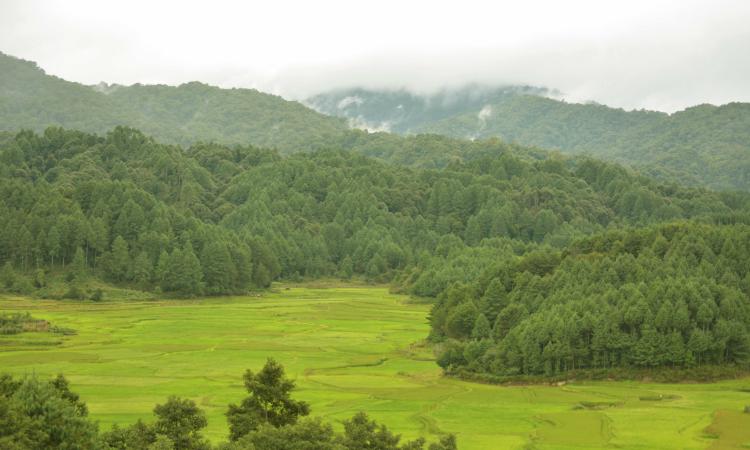 Rice fields at Ziro valley with sacred groves in the backdrop