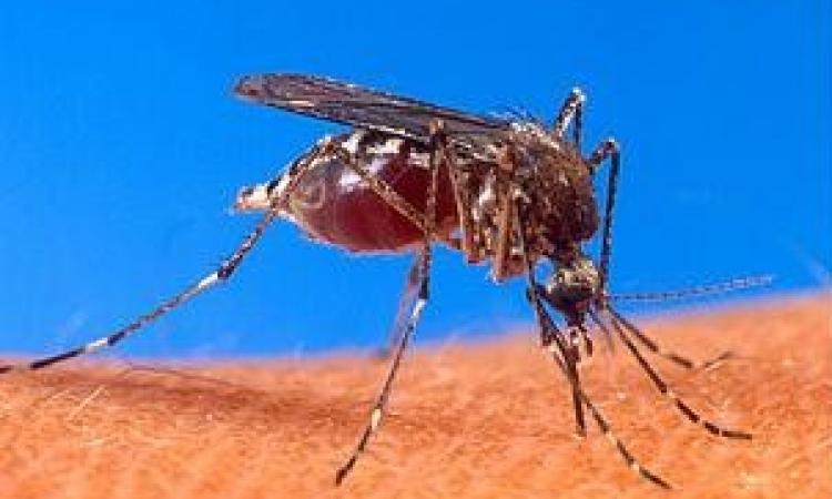 Mosquito bites - the cause for dengue fever
