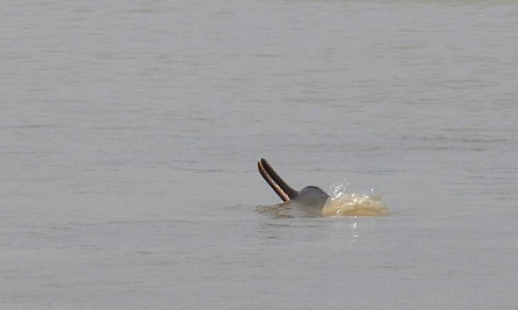 Gangetic river dolphin habitats are threatened by rise in salinity levels. (Pic by ISW)