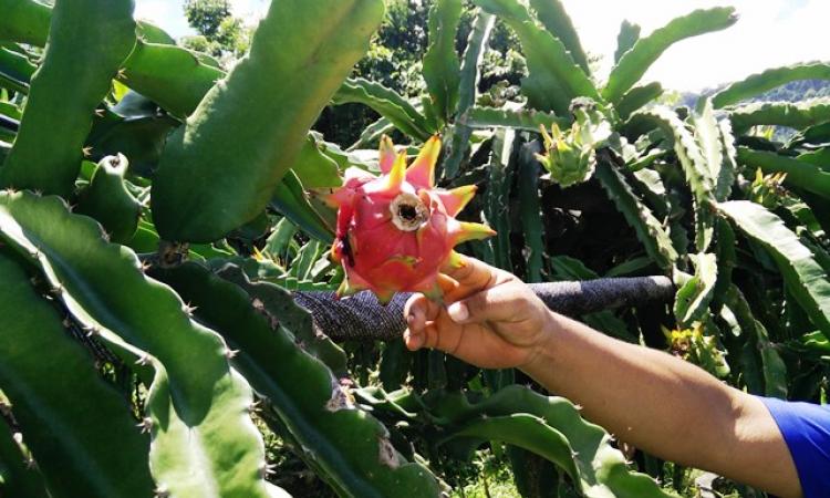 Mizo farmers are shifting to crops like dragon fruits to survive changing weather patterns.