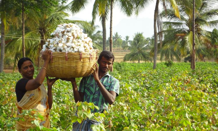 Cotton picking in progress at Kalaivani's farm (Source: Seetha Gopalakrishnan, IWP)