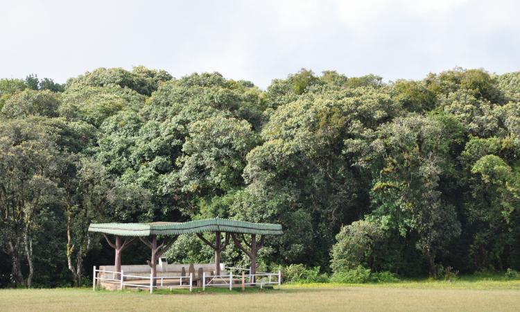 Sacred grove in Mawphlang, Meghalaya