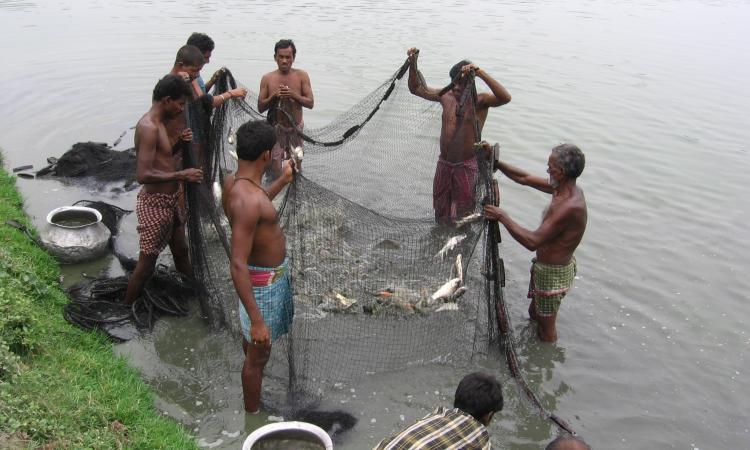 Fishermen use wastewater of Kolkata to rear fish