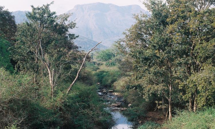 Stream flowing through a forest in the Nilgiris