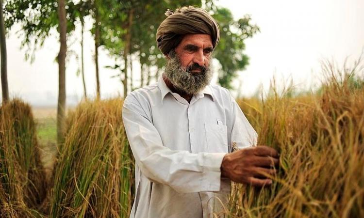 Farmer in Punjab (Source: Wikimedia Commons)
