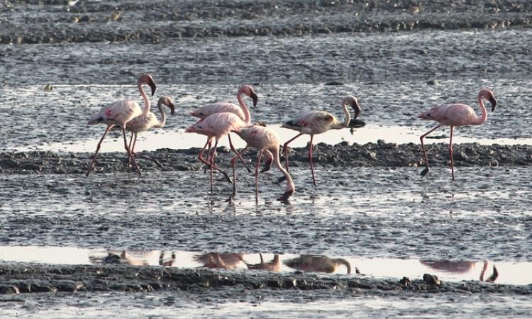 The pink guests of Sewri. (Source: India Water Portal)