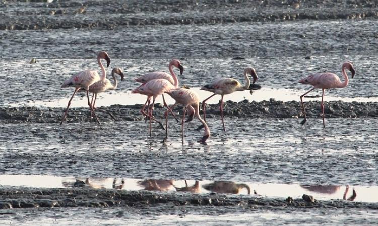 The pink guests of Sewri wetland, Maharashtra (Source: IWP Flickr photos)