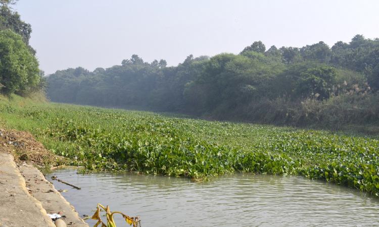 Water hyacinth dominates Kanjli.