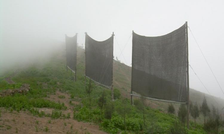 Fog harvesting structures.