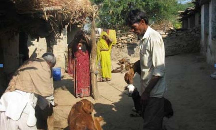 Goat rearing in Udaipur