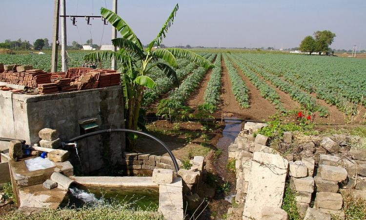 Crop irrigation with groundwater, powered by electricity in Gujarat. (Image: Tesh, Wikimedia Commons, CC-4.0A-ShareAlike-International)