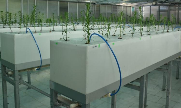 Hydroponics is the technique of growing plants without soil. Image source: India Science Wire