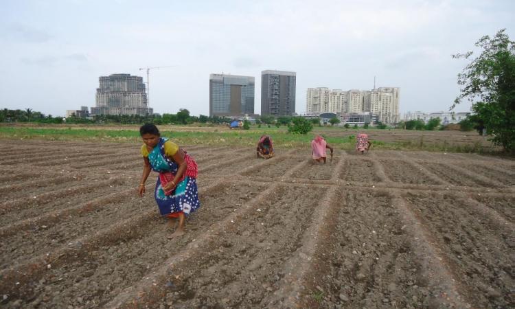 Five-star hotels under construction backdrop the Dhapa vegetable patch.   