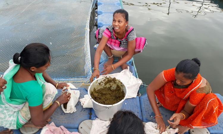 Members of Kodikallavalasa village's Neelammathalli self-help group sit around the cage for fish rearing. Fertilised fish eggs are placed and provided nutrition in this enclosure and harvested as they grow. (Source: 101Reporters)