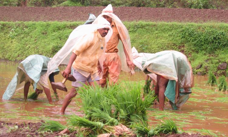 Farmers transplanting paddy seedlings 