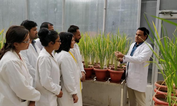 Dr Ashwani Pareek and his team that developed the rice. (Photo: ISW)