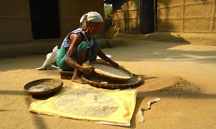 Jhum farmer sifting rice
