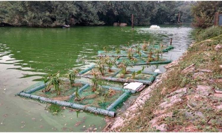 Phytoremediation principle is used to convert Hauz Khas lake into a water purifying wetland ecosystem. (Image: Tarun Nanda)