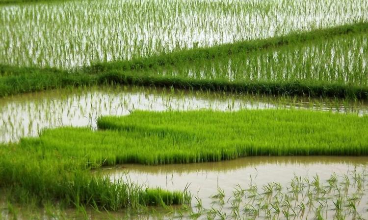 Determining the long-term effects of the flood-tolerant rice variety Swarna-Sub1. (Image: Centre for Effective Global Action)