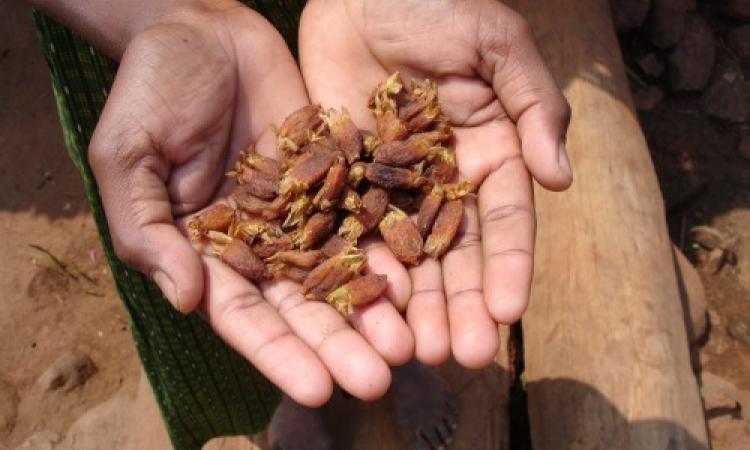 Dried mahua flowers (Image Source: Pankaj Oudhia via Wikimedia Commons)