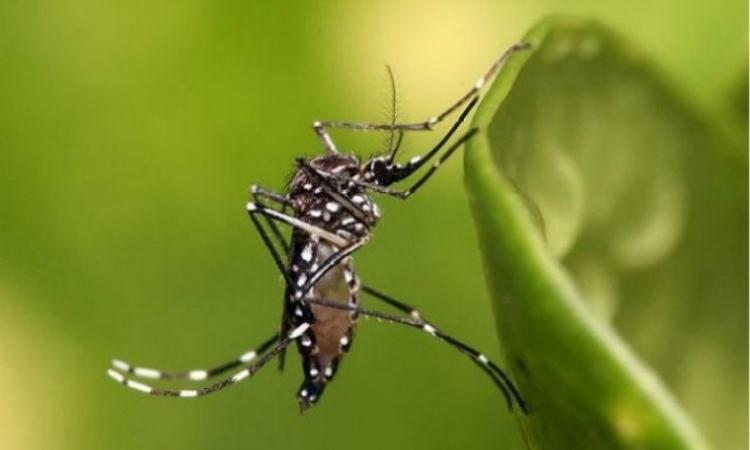 Mosquitoes, deadly killers in disguise! (Image Source: Wikimedia Commons)