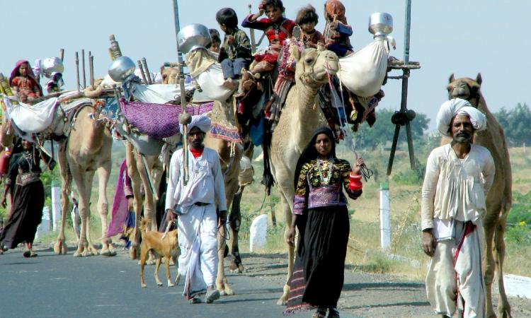 The maldharis from kutch on their own road trip (Image: Malay Maniar, Flickr Commons, CC BY-NC-ND 2.0)