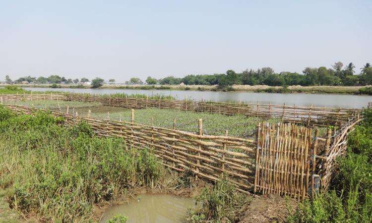 Mangrove Nursery at Naupal ( Source: Regional Centre For Development Cooperation)