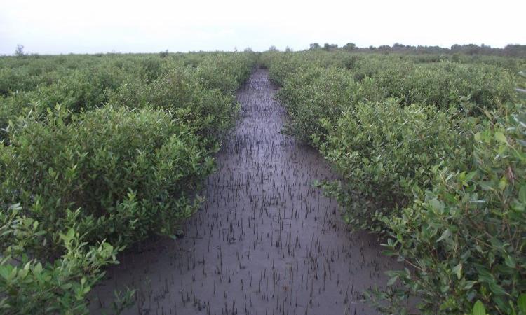Mangroves of the Sundarbans. (Source: Nature Environment & Wildlife Society - NEWS)